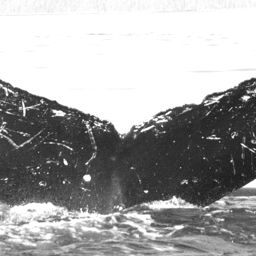 Fluke of Aipuni