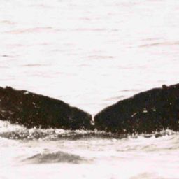 Fluke of Keoke
