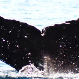Fluke of HW-MN0410588