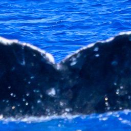 Fluke of HW-MN0445725