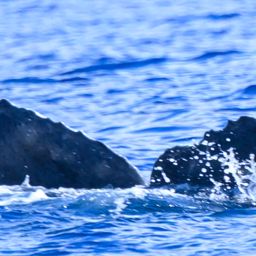 Fluke of HW-MN0445735