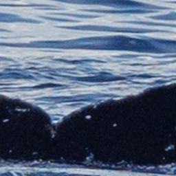 Fluke of HW-MN0445740