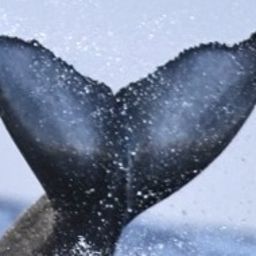 Fluke of 2025-2026 calf of Apollo