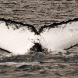 Fluke of Blanc