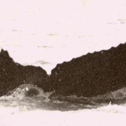 Fluke of Gullivera
