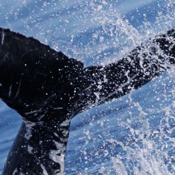 Fluke of 2025-2026 calf of Crevasse