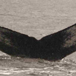 Fluke of Nuray