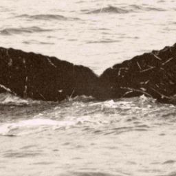 Fluke of Scrape