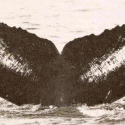 Fluke of Stellar