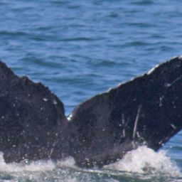 Fluke of CRC-12145