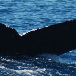 Fluke of CRC-10313