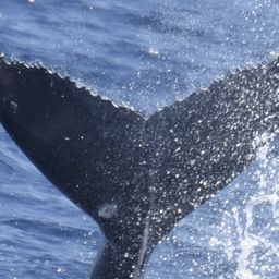 Fluke of 2025-2026 calf of HIHWNMS-2017-2-9_O01