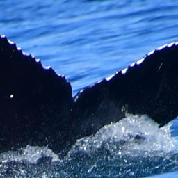 Fluke of 2025-2026 calf of CRC-20436