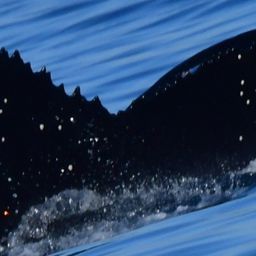 Fluke of 2025-2026 calf of CRC-12281
