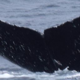Fluke of CRC-13724