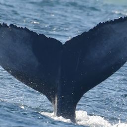 Fluke of 2025-2026 calf of Vertigo