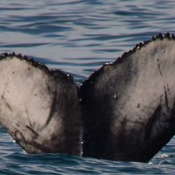 Fluke of 2025-2026 calf of CRC-17168
