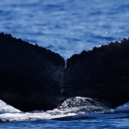 Fluke of 2025-2026 calf of PWF-NP_2753