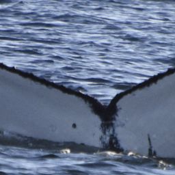 Fluke of HW-MN0525237