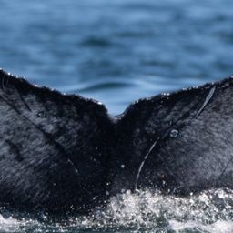Fluke of HW-MN0525244