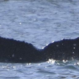 Fluke of HW-MN0525240
