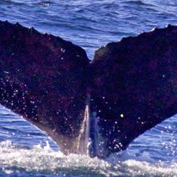 Fluke of CRC-12071