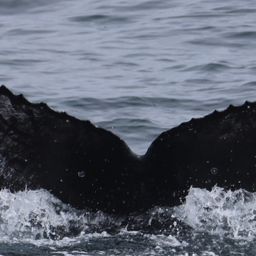 Fluke of CRC-17837
