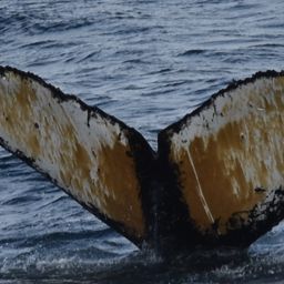 Fluke of HW-MN1309038