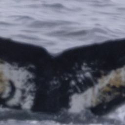 Fluke of HW-MN1309043