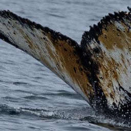 Fluke of HW-MN1309044