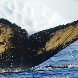 Fluke of HW-MN1309058