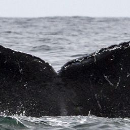 Fluke of CRC-11638