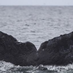 Fluke of CRC-10528