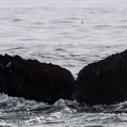 Fluke of CRC-16567