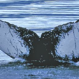 Fluke of WappiSimba