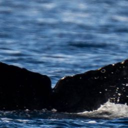 Fluke of HW-MN1309105
