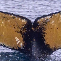 Fluke of HW-MN1309127