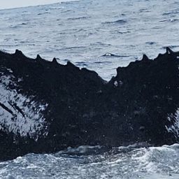 Fluke of Tongatapu Traveler