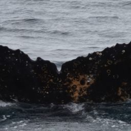 Fluke of HW-MN1309168