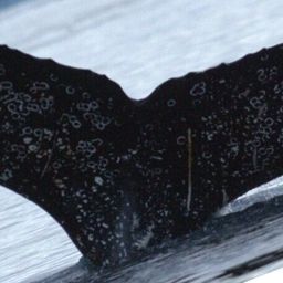 Fluke of HW-MN1309172