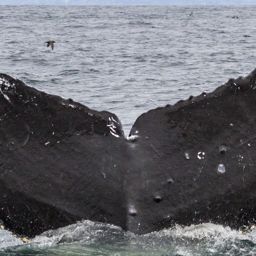 Fluke of CRC-11343