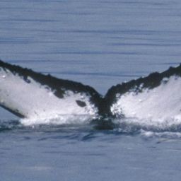 Fluke of Circumbinary