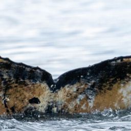 Fluke of HW-MN1309214
