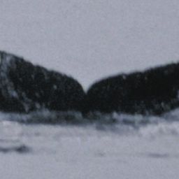 Fluke of Tringa
