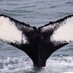 Fluke of HW-MN0104660