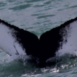 Fluke of HW-MN0104662