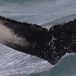 Fluke of HW-MN0104664
