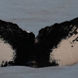 Fluke of HW-MN0445782