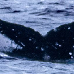 Fluke of HW-MN0445786