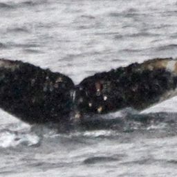 Fluke of HW-MN1301139